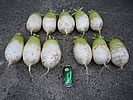 Asian radishes - organically grown in Millwood, West Virginia